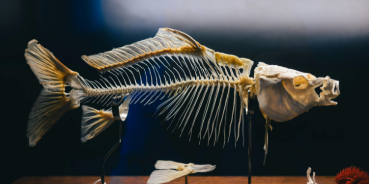 Pesquisadores da Uerj e do Museu Nacional/UFRJ identificam nova espécie de peixe pré-histórico na Antártida. Descoberta revela detalhes sobre a biodiversidade e o clima da região há milhões de anos.