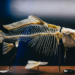 Pesquisadores da Uerj e do Museu Nacional/UFRJ identificam nova espécie de peixe pré-histórico na Antártida. Descoberta revela detalhes sobre a biodiversidade e o clima da região há milhões de anos.