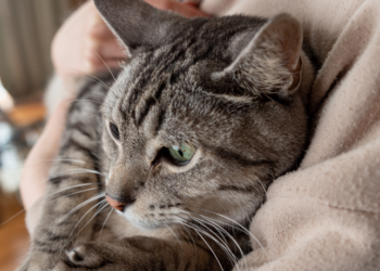 Pesquisadores escoceses identificam sinais de Alzheimer em gatos e sugerem que felinos podem ser chave para novos tratamentos da doença em humanos.