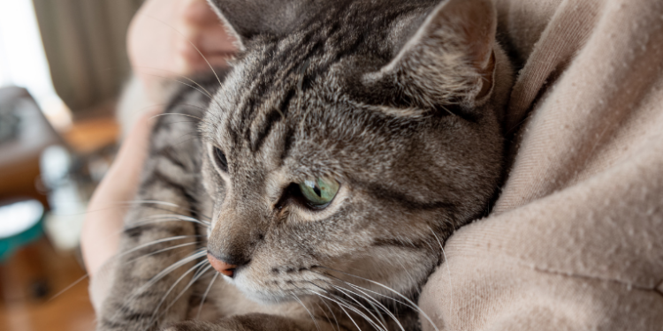 Pesquisadores escoceses identificam sinais de Alzheimer em gatos e sugerem que felinos podem ser chave para novos tratamentos da doença em humanos.