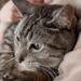 Pesquisadores escoceses identificam sinais de Alzheimer em gatos e sugerem que felinos podem ser chave para novos tratamentos da doença em humanos.