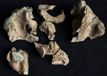 Pesquisadores da Austrália reconstruíram fóssil de baleia predadora de 26 milhões de anos, com dentes afiados e porte de golfinho, revelando detalhes da evolução das baleias.