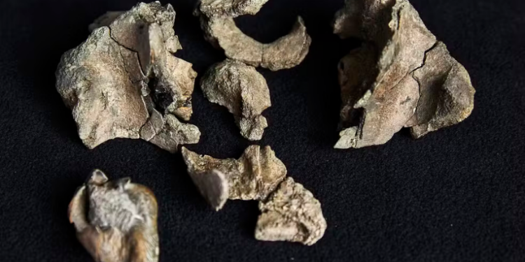 Pesquisadores da Austrália reconstruíram fóssil de baleia predadora de 26 milhões de anos, com dentes afiados e porte de golfinho, revelando detalhes da evolução das baleias.