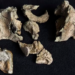 Pesquisadores da Austrália reconstruíram fóssil de baleia predadora de 26 milhões de anos, com dentes afiados e porte de golfinho, revelando detalhes da evolução das baleias.