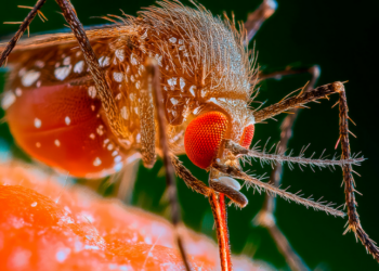 Febre oropouche já soma mais de 10 mil casos no Brasil em 2025, com mortes no Sudeste. Especialistas alertam para prevenção, diagnóstico via PCR e cuidados contra o maruim.