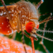 Febre oropouche já soma mais de 10 mil casos no Brasil em 2025, com mortes no Sudeste. Especialistas alertam para prevenção, diagnóstico via PCR e cuidados contra o maruim.
