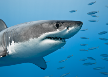 Pesquisadores alertam que a acidificação dos oceanos poderá corroer os dentes dos tubarões até 2300, prejudicando a eficiência desses predadores no topo da cadeia alimentar.