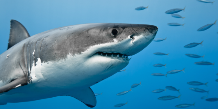 Pesquisadores alertam que a acidificação dos oceanos poderá corroer os dentes dos tubarões até 2300, prejudicando a eficiência desses predadores no topo da cadeia alimentar.