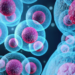 Estudo da Universidade da Coreia aponta que a proteína HMGB1 pode propagar o envelhecimento pelo sangue. Bloqueio pode retardar doenças e degeneração muscular.