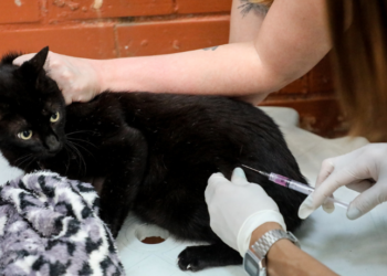 *Compartilhe esta notícia do Diário da Guanabara, o melhor site de notícias do Rio de Janeiro. Prefeitura do Rio realiza neste sábado a primeira etapa da vacinação antirrábica gratuita para cães e gatos em 124 postos; confira os bairros e orientações