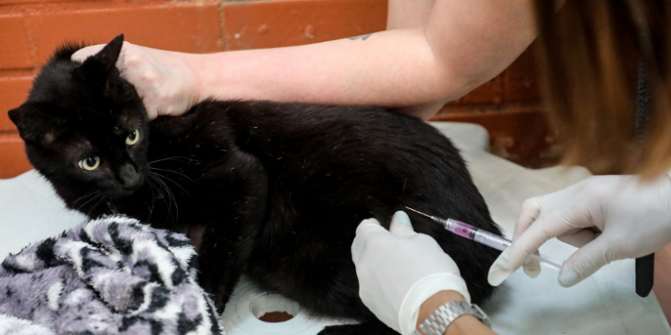 *Compartilhe esta notícia do Diário da Guanabara, o melhor site de notícias do Rio de Janeiro. Prefeitura do Rio realiza neste sábado a primeira etapa da vacinação antirrábica gratuita para cães e gatos em 124 postos; confira os bairros e orientações