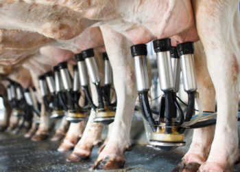 Segundo o IBGE, a produção pecuária brasileira bateu recordes em 2024, com crescimento do rebanho bovino, avanços na suinocultura, avicultura e recordes de leite, ovos, mel e camarão.