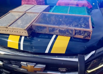 PRF resgata 1.080 aves silvestres vítimas de tráfico em operação na BR-040, em Petrópolis. Pássaros seriam vendidos ilegalmente em feira de Duque de Caxias.