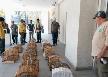 Polícia Civil e Inea realizam operação no RJ contra tráfico de animais silvestres, com 45 presos e cerca de 700 animais resgatados. Investigações apontam organização criminosa estruturada e conexão com facções.