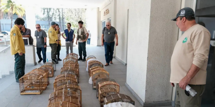 Polícia Civil e Inea realizam operação no RJ contra tráfico de animais silvestres, com 45 presos e cerca de 700 animais resgatados. Investigações apontam organização criminosa estruturada e conexão com facções.