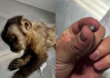 A macaca-prego Maria, baleada com chumbinho na Gávea, morreu após complicações em cirurgia. Polícia Civil investiga caso de maus-tratos contra animal silvestre no Rio de Janeiro.