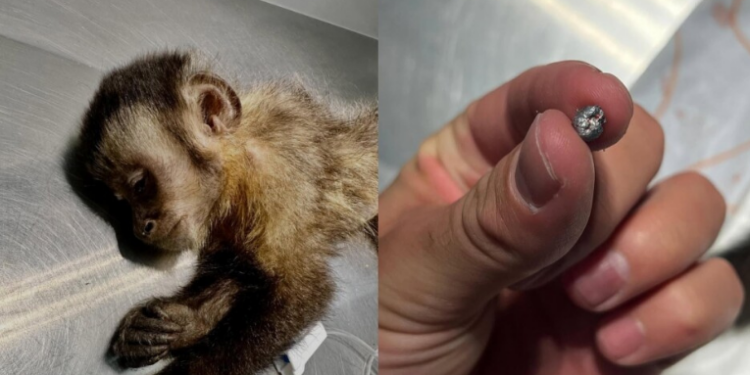 A macaca-prego Maria, baleada com chumbinho na Gávea, morreu após complicações em cirurgia. Polícia Civil investiga caso de maus-tratos contra animal silvestre no Rio de Janeiro.