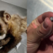 A macaca-prego Maria, baleada com chumbinho na Gávea, morreu após complicações em cirurgia. Polícia Civil investiga caso de maus-tratos contra animal silvestre no Rio de Janeiro.
