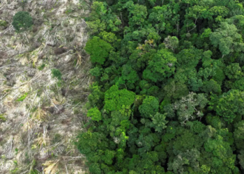 Estudo do MapBiomas revela que a Amazônia perdeu 52 milhões de hectares de vegetação nativa entre 1985 e 2024. A floresta se aproxima do ponto de não retorno, com avanço de soja, pastagens e mineração.