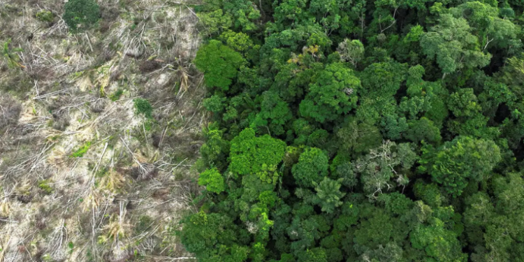Estudo do MapBiomas revela que a Amazônia perdeu 52 milhões de hectares de vegetação nativa entre 1985 e 2024. A floresta se aproxima do ponto de não retorno, com avanço de soja, pastagens e mineração.