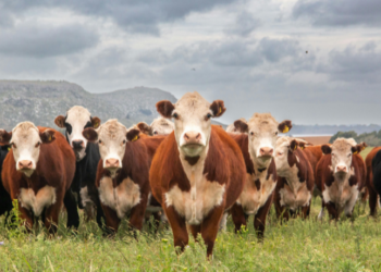 Novo estudo genético revela que as primeiras pandemias surgiram há cerca de 6.500 anos, coincidindo com o início da pecuária e da agricultura. Descubra como a domesticação de animais moldou o curso da civilização.