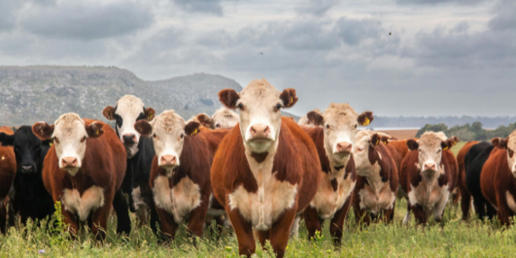 Novo estudo genético revela que as primeiras pandemias surgiram há cerca de 6.500 anos, coincidindo com o início da pecuária e da agricultura. Descubra como a domesticação de animais moldou o curso da civilização.