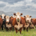 Novo estudo genético revela que as primeiras pandemias surgiram há cerca de 6.500 anos, coincidindo com o início da pecuária e da agricultura. Descubra como a domesticação de animais moldou o curso da civilização.