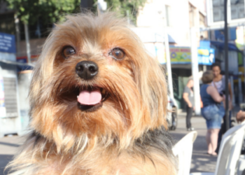Dia D de Vacinação Antirrábica será realizado em 27 de setembro em todo o RJ, com 2,5 milhões de doses gratuitas para cães e gatos.