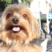 Dia D de Vacinação Antirrábica será realizado em 27 de setembro em todo o RJ, com 2,5 milhões de doses gratuitas para cães e gatos.