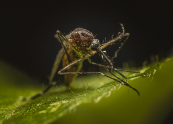 Pesquisa mostra que o vírus da Zika provoca resistência à insulina no cérebro de camundongos, com possíveis impactos em doenças neurodegenerativas e metabólicas.