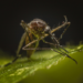 Pesquisa mostra que o vírus da Zika provoca resistência à insulina no cérebro de camundongos, com possíveis impactos em doenças neurodegenerativas e metabólicas.