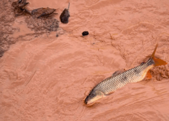 O Carf manteve autuações de mais de R$ 1,8 bilhão contra Samarco e Vale, rejeitando a dedução de despesas com reparação ambiental e multas relacionadas ao rompimento da barragem de Fundão, em Mariana, em 2015. A decisão segue entendimento da PGFN sobre necessidade, normalidade e usualidade das despesas.