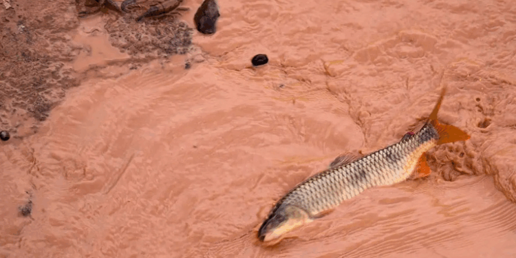 O Carf manteve autuações de mais de R$ 1,8 bilhão contra Samarco e Vale, rejeitando a dedução de despesas com reparação ambiental e multas relacionadas ao rompimento da barragem de Fundão, em Mariana, em 2015. A decisão segue entendimento da PGFN sobre necessidade, normalidade e usualidade das despesas.