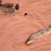O Carf manteve autuações de mais de R$ 1,8 bilhão contra Samarco e Vale, rejeitando a dedução de despesas com reparação ambiental e multas relacionadas ao rompimento da barragem de Fundão, em Mariana, em 2015. A decisão segue entendimento da PGFN sobre necessidade, normalidade e usualidade das despesas.