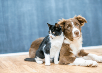 O Brasil abriga cerca de 160 milhões de animais domésticos, com gastos que superam R$ 75 bilhões em 2024. Mercado pet inclui saúde, creches, aplicativos e serviços inusitados.