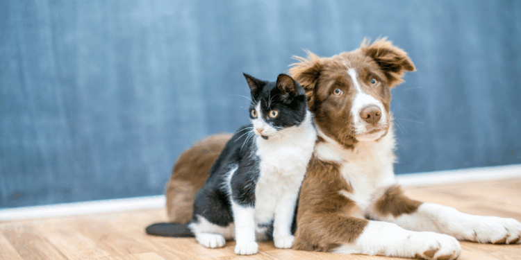 O Brasil abriga cerca de 160 milhões de animais domésticos, com gastos que superam R$ 75 bilhões em 2024. Mercado pet inclui saúde, creches, aplicativos e serviços inusitados.