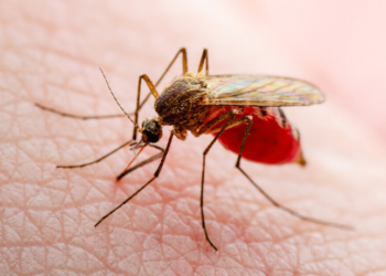Oxitec inaugura em Campinas (SP) a maior fábrica de mosquitos do mundo. Instalação vai produzir até 190 milhões de insetos por semana com tecnologia para controlar doenças como dengue, zika e chikungunya.