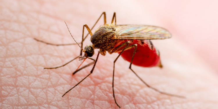 Oxitec inaugura em Campinas (SP) a maior fábrica de mosquitos do mundo. Instalação vai produzir até 190 milhões de insetos por semana com tecnologia para controlar doenças como dengue, zika e chikungunya.