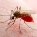 Oxitec inaugura em Campinas (SP) a maior fábrica de mosquitos do mundo. Instalação vai produzir até 190 milhões de insetos por semana com tecnologia para controlar doenças como dengue, zika e chikungunya.