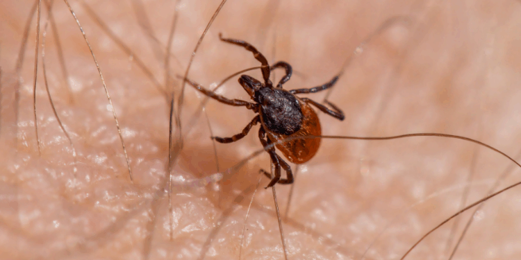 Após três mortes por febre maculosa, Salto (SP) interdita parque. Estado de São Paulo já soma 18 óbitos em 2025. Saiba como se proteger.