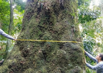 Pesquisadores identificam árvore de 500 anos no Parque Estadual da Pedra Branca, no Rio. O jequitibá-rosa, espécie ameaçada, será usado em projetos de conservação da Mata Atlântica.