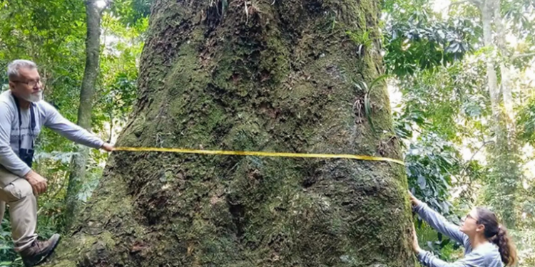 Pesquisadores identificam árvore de 500 anos no Parque Estadual da Pedra Branca, no Rio. O jequitibá-rosa, espécie ameaçada, será usado em projetos de conservação da Mata Atlântica.