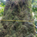 Pesquisadores identificam árvore de 500 anos no Parque Estadual da Pedra Branca, no Rio. O jequitibá-rosa, espécie ameaçada, será usado em projetos de conservação da Mata Atlântica.
