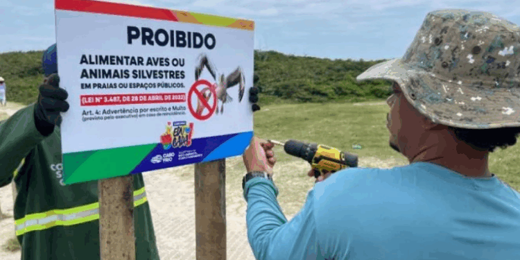 A Prefeitura de Cabo Frio iniciou a instalação de placas educativas para alertar banhistas sobre os riscos e proibição de alimentar gaivotas em praias e áreas turísticas. A prática afeta o comportamento das aves e pode gerar desequilíbrios ambientais.