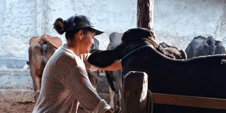 No Dia Internacional das Mulheres Rurais, ONU Mulheres pede ações para garantir direitos e igualdade. No Brasil, mulheres representam 30% da força rural e enfrentam desafios como informalidade e desigualdade salarial.
