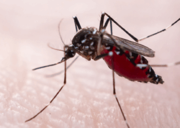 Pesquisa internacional liderada pelo Instituto Butantan apresenta nova nomenclatura para linhagens do vírus da dengue, aprimorando monitoramento e comunicação entre laboratórios.