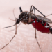 Pesquisa internacional liderada pelo Instituto Butantan apresenta nova nomenclatura para linhagens do vírus da dengue, aprimorando monitoramento e comunicação entre laboratórios.