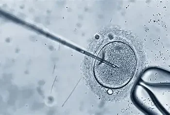 Pesquisa nos EUA gera óvulos humanos de células da pele, mas técnica ainda enfrenta desafios genéticos.