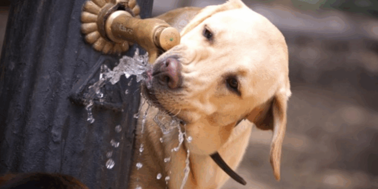 O Rio de Janeiro passa a contar com bebedouros públicos para animais em espaços urbanos, com manutenção compartilhada entre governo, prefeituras e sociedade civil, segundo Lei 11.022/25.