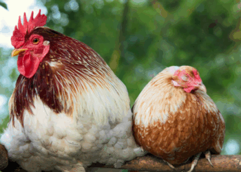 Estado de Washington registra o primeiro caso humano de H5N5, variante rara da gripe aviária. Paciente está hospitalizada, mas autoridades dizem que risco geral é baixo e não há transmissão entre humanos.